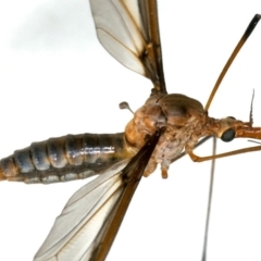 Leptotarsus (Leptotarsus) sp.(genus) at Rosedale, NSW - 15 Nov 2019 10:05 PM