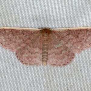 Idaea inversata at Rosedale, NSW - 15 Nov 2019