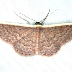 Idaea inversata at Rosedale, NSW - 15 Nov 2019 08:41 PM