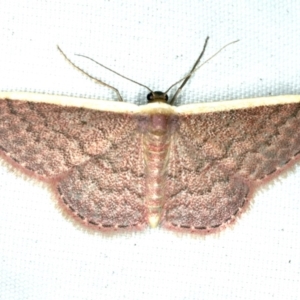 Idaea inversata at Rosedale, NSW - 15 Nov 2019 08:41 PM