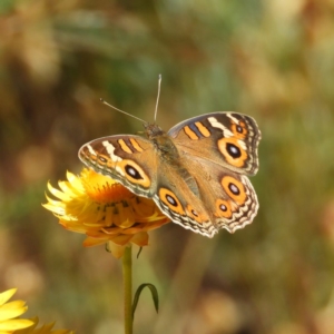 Junonia villida at Kambah, ACT - 16 Nov 2019