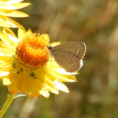 Zizina otis (Common Grass-Blue) at Mount Taylor - 15 Nov 2019 by MatthewFrawley