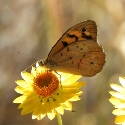 Heteronympha merope (Common Brown Butterfly) at Kambah, ACT - 15 Nov 2019 by MatthewFrawley