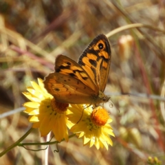 Heteronympha merope at Kambah, ACT - 16 Nov 2019 10:53 AM