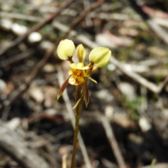 Diuris sulphurea (Tiger Orchid) at Kambah, ACT - 15 Nov 2019 by MatthewFrawley