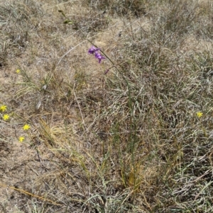 Arthropodium fimbriatum at Latham, ACT - 19 Nov 2019 01:26 PM