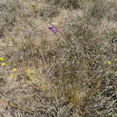 Arthropodium fimbriatum (Nodding Chocolate Lily) at Umbagong District Park - 19 Nov 2019 by MattM