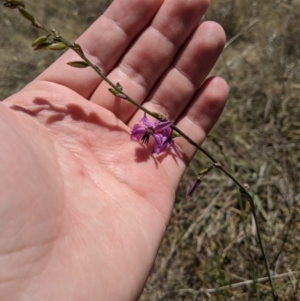 Arthropodium fimbriatum at Latham, ACT - 19 Nov 2019 01:26 PM