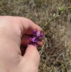 Arthropodium fimbriatum at Latham, ACT - 19 Nov 2019 01:26 PM