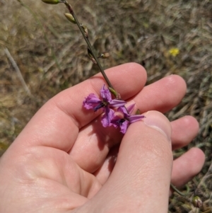 Arthropodium fimbriatum at Latham, ACT - 19 Nov 2019 01:26 PM