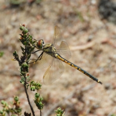 Hemicordulia tau (Tau Emerald) at Kambah, ACT - 16 Nov 2019 by MatthewFrawley