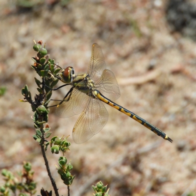 Hemicordulia tau (Tau Emerald) at Mount Taylor - 16 Nov 2019 by MatthewFrawley