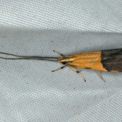 Crocanthes micradelpha (A longhorned moth) at Rosedale, NSW - 15 Nov 2019 by jb2602