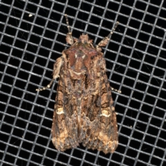 Neumichtis spumigera (A Noctuid moth) at Rosedale, NSW - 15 Nov 2019 by jbromilow50