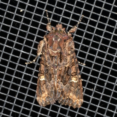 Neumichtis spumigera (A Noctuid moth) at Rosedale, NSW - 15 Nov 2019 by jb2602