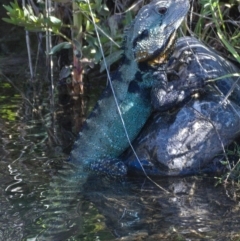 Intellagama lesueurii howittii (Gippsland Water Dragon) at Cotter Reserve - 18 Nov 2019 by Marthijn