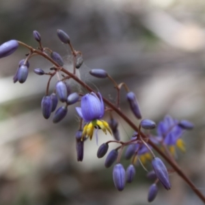 Stypandra glauca at Mongarlowe, NSW - 18 Nov 2019