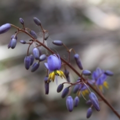 Stypandra glauca (Nodding Blue Lily) at Mongarlowe, NSW - 18 Nov 2019 by LisaH