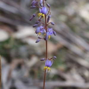 Stypandra glauca at Mongarlowe, NSW - 18 Nov 2019