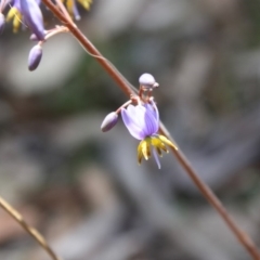 Stypandra glauca at Mongarlowe, NSW - 18 Nov 2019