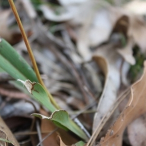 Stypandra glauca at Mongarlowe, NSW - 18 Nov 2019