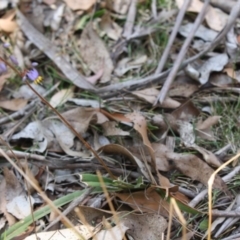 Stypandra glauca at Mongarlowe, NSW - 18 Nov 2019