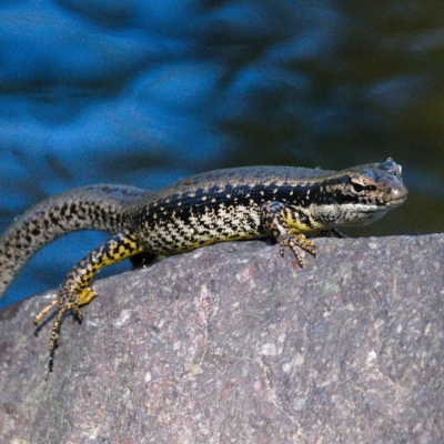 Eulamprus heatwolei (Yellow-bellied Water Skink) at Cotter Reserve - 18 Nov 2019 by Marthijn