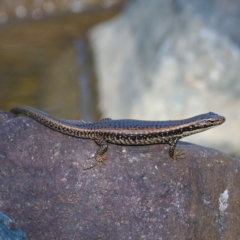 Eulamprus heatwolei at Uriarra Village, ACT - 19 Nov 2019