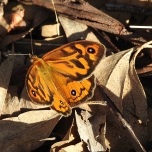 Heteronympha merope at Black Range, NSW - 17 Nov 2019