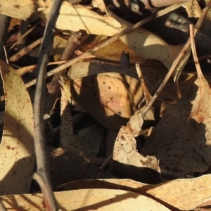 Heteronympha merope at Black Range, NSW - 17 Nov 2019