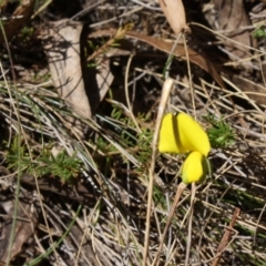 Gompholobium grandiflorum at Mongarlowe, NSW - 18 Nov 2019