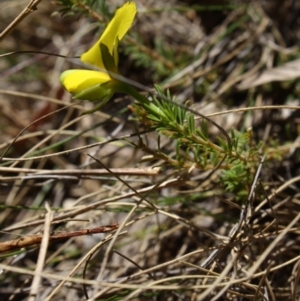 Gompholobium grandiflorum at Mongarlowe, NSW - 18 Nov 2019