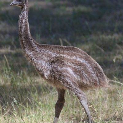 Dromaius novaehollandiae (Emu) at Cotter Reserve - 18 Nov 2019 by Marthijn