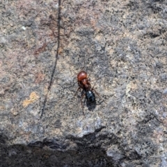 Melophorus sp. (genus) (Furnace ant) at Latham, ACT - 19 Nov 2019 by MattM