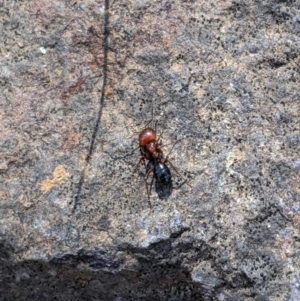 Melophorus sp. (genus) at Latham, ACT - 19 Nov 2019