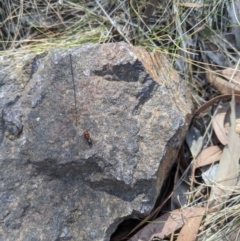 Melophorus sp. (genus) at Latham, ACT - 19 Nov 2019