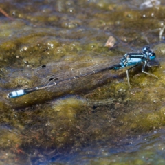 Ischnura heterosticta (Common Bluetail Damselfly) at Tuggeranong Creek to Monash Grassland - 19 Nov 2019 by Marthijn