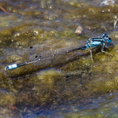 Ischnura heterosticta (Common Bluetail Damselfly) at Monash, ACT - 19 Nov 2019 by Marthijn