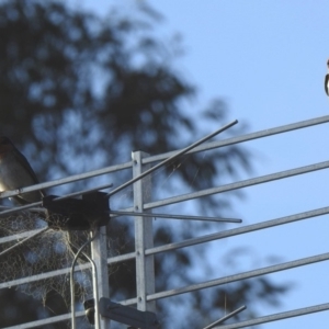 Hirundo neoxena at Black Range, NSW - 18 Nov 2019