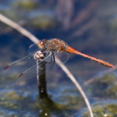 Diplacodes bipunctata (Wandering Percher) at Monash, ACT - 19 Nov 2019 by Marthijn