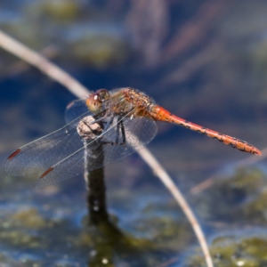 Diplacodes bipunctata at Monash, ACT - 19 Nov 2019 11:28 AM