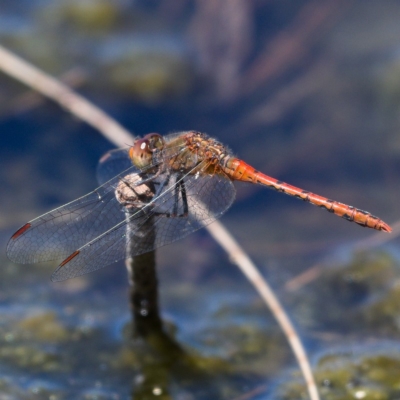 Diplacodes bipunctata (Wandering Percher) at Tuggeranong Creek to Monash Grassland - 19 Nov 2019 by Marthijn