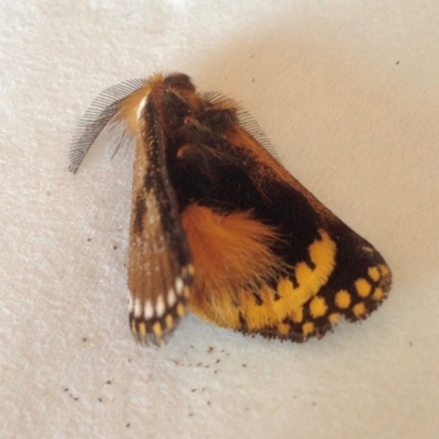 Epicoma (genus) (Unidentified Prominent moth) at Black Range, NSW - 16 Nov 2019 by KMcCue