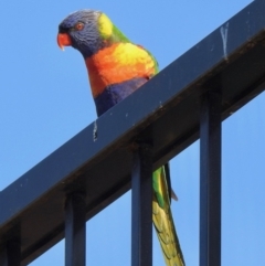 Trichoglossus moluccanus (Rainbow Lorikeet) at Black Range, NSW - 17 Nov 2019 by KMcCue