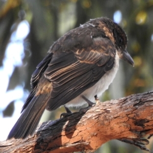 Cracticus torquatus at Black Range, NSW - 17 Nov 2019