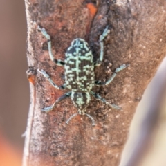 Chrysolopus spectabilis (Botany Bay Weevil) at Gigerline Nature Reserve - 19 Nov 2019 by SWishart