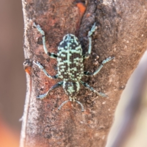 Chrysolopus spectabilis at Tennent, ACT - 19 Nov 2019