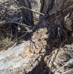 Papyrius nitidus (Shining Coconut Ant) at Latham, ACT - 19 Nov 2019 by MattM