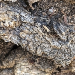 Papyrius nitidus at Latham, ACT - 19 Nov 2019