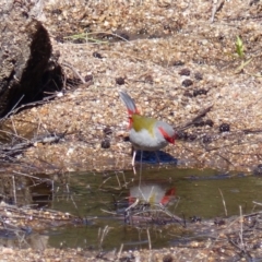 Neochmia temporalis (Red-browed Finch) at Bega, NSW - 19 Nov 2019 by MatthewHiggins